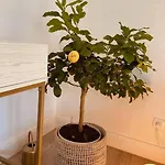 Апартаменты Amalfi - Stylish With Terrace *